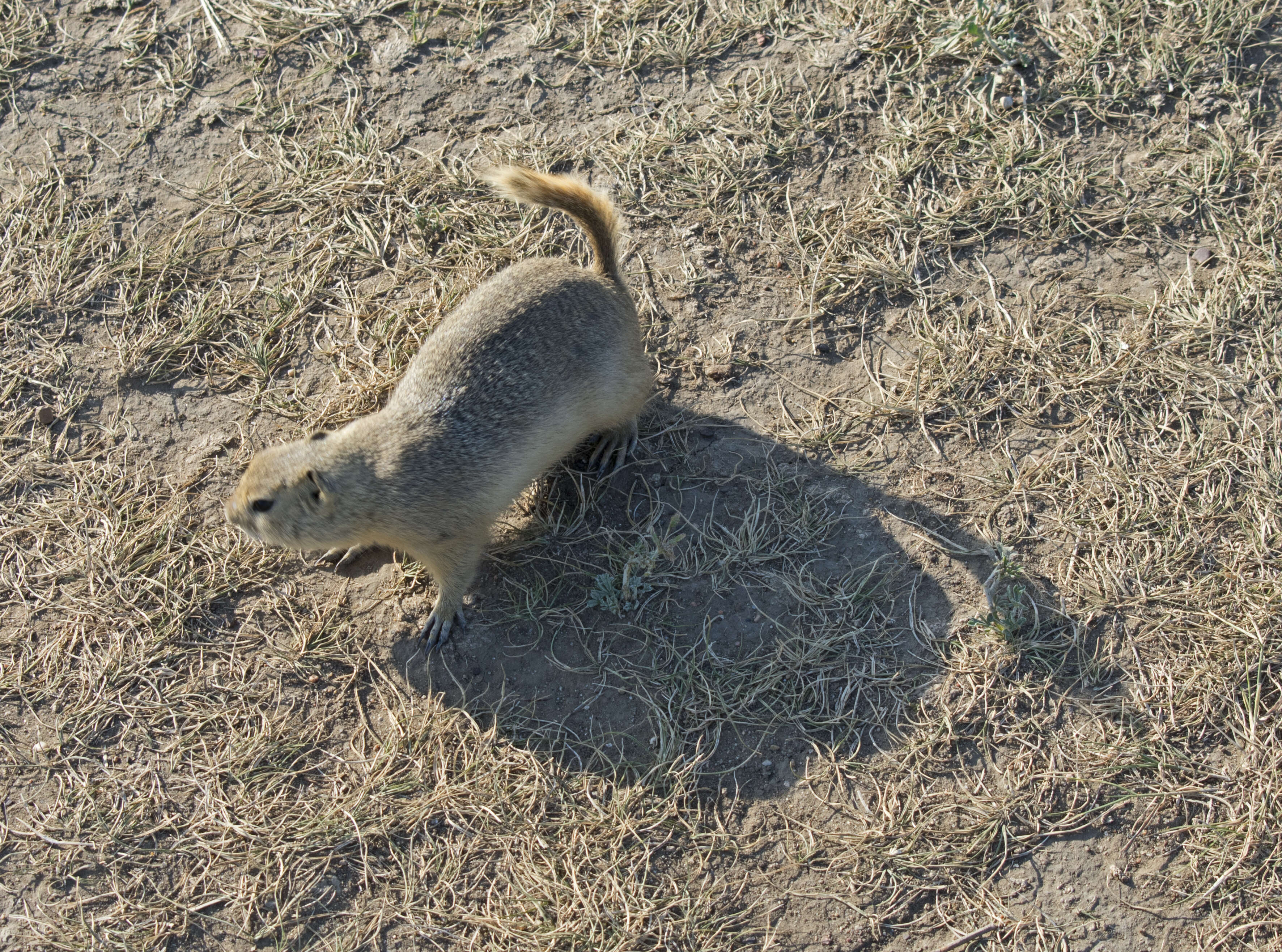 Image of Richardson's ground squirrel