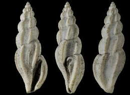 Image of Mangelia costata (Pennant 1777)