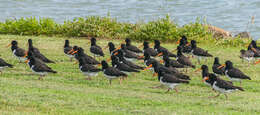 Image of South Island Oystercatcher