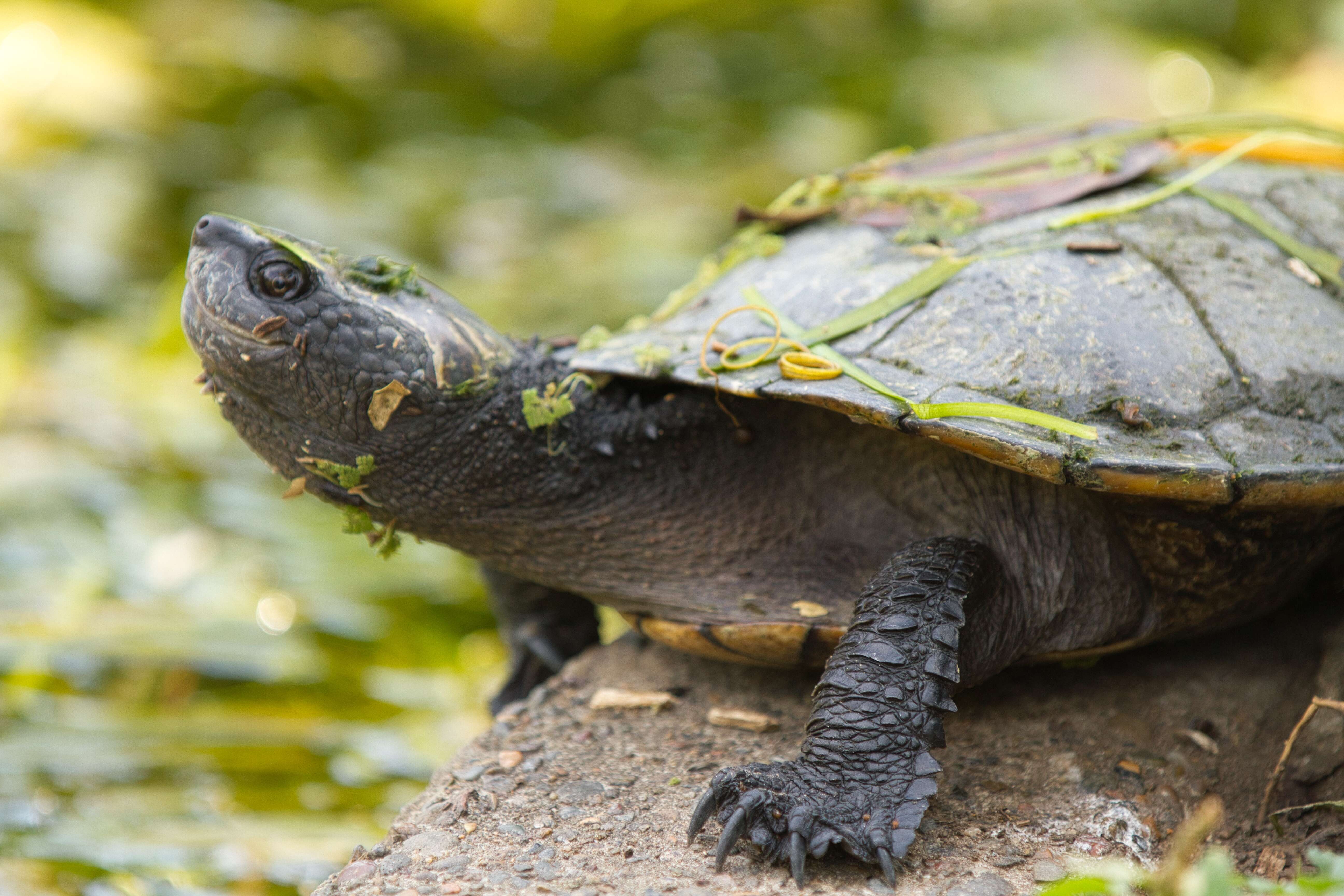 Image of Murray River Turtle