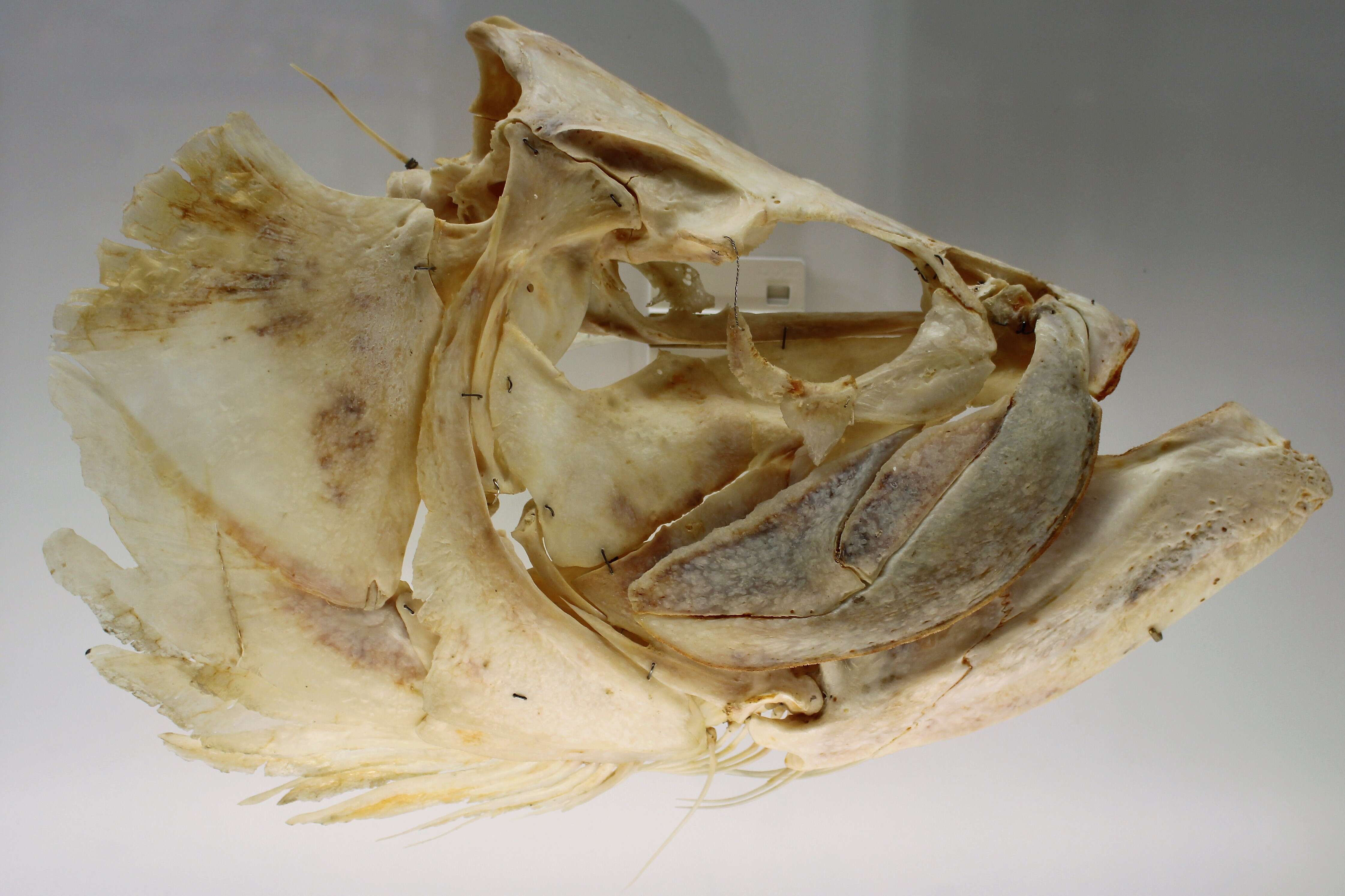 Слика од Megalopidae