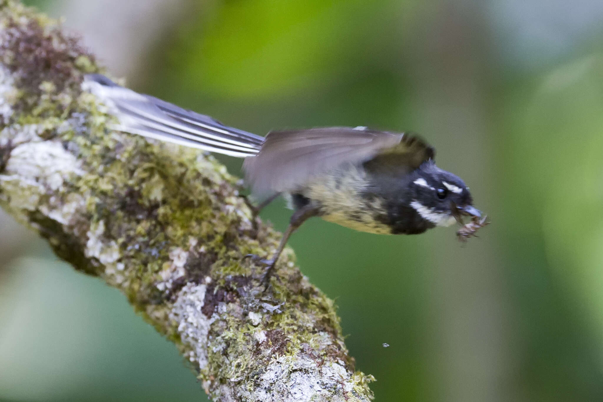 Image of Grey Fantail