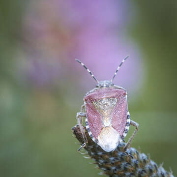 Image of sloe bug