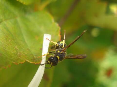 Image of Ancistrocerus antilope (Panzer 1789)