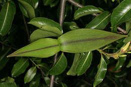 Image of Palay rubbervine