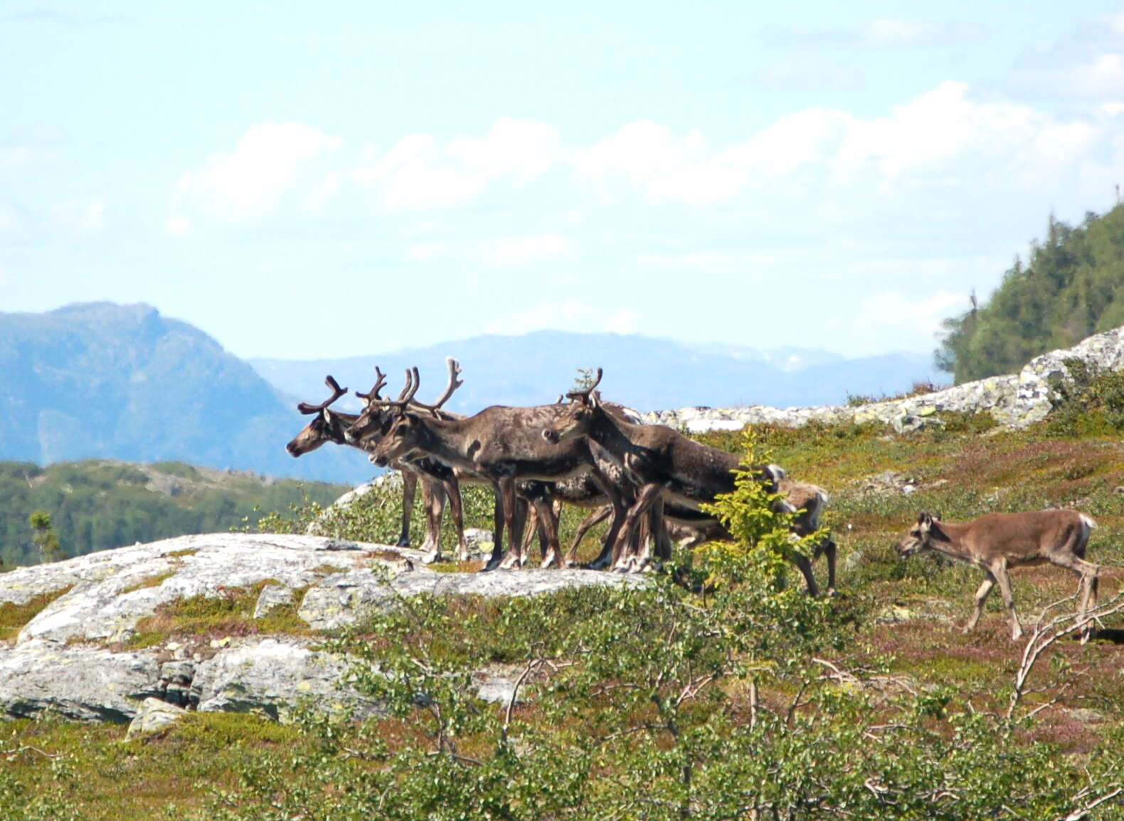 Image of mountain reindeer