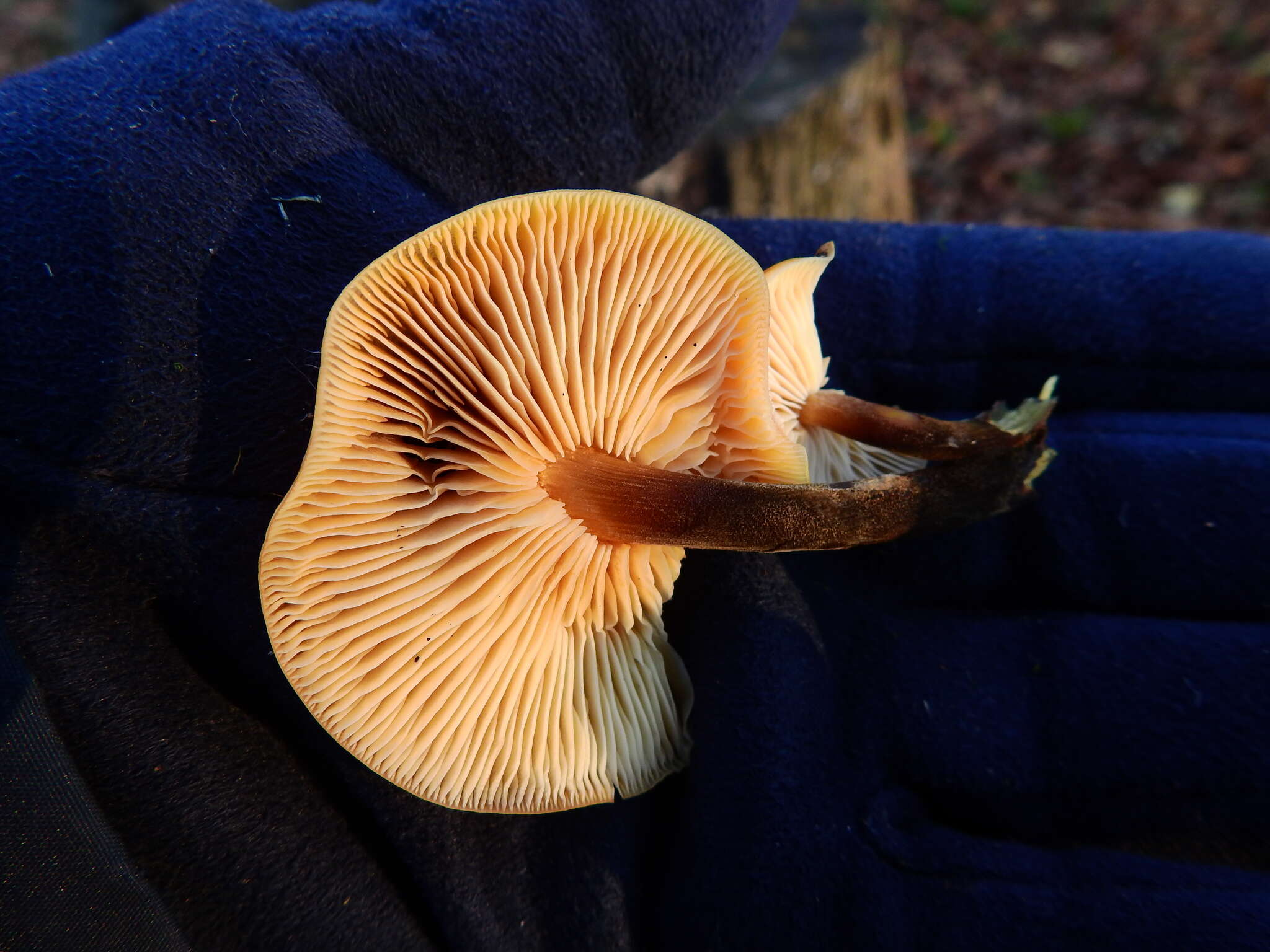 Plancia ëd Flammulina velutipes (Curtis) Singer 1951