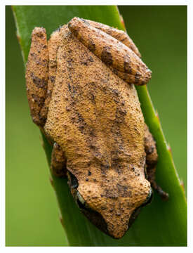 Image of Kani Bush Frog