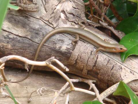 Image de Plestiodon latiscutatus Hallowell 1861