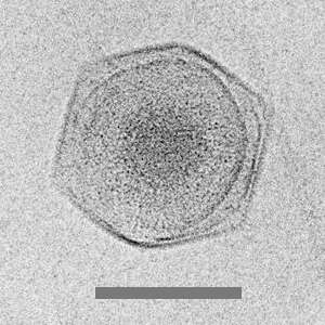 Image of Cafeteriavirus