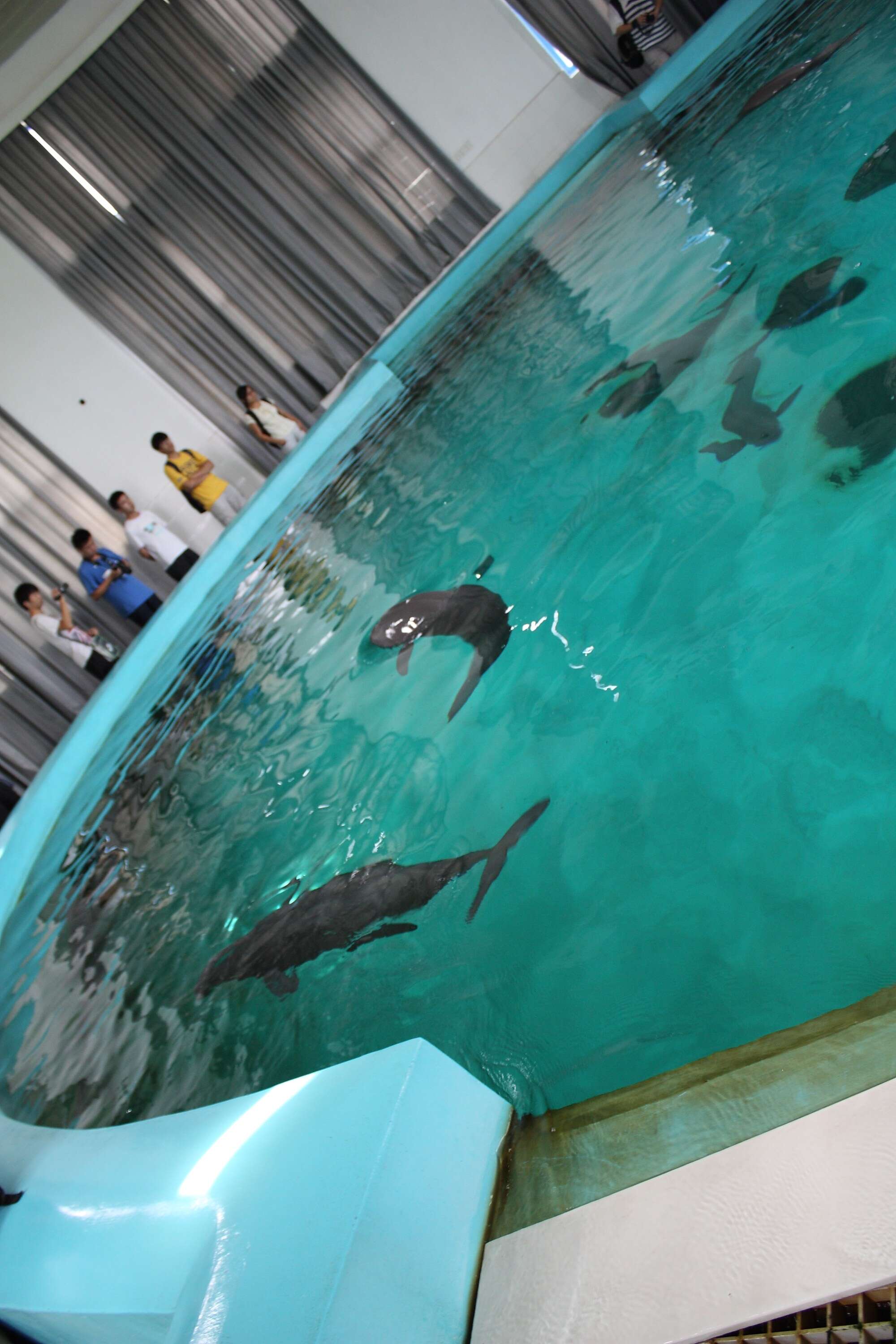 Image of Finless Porpoise