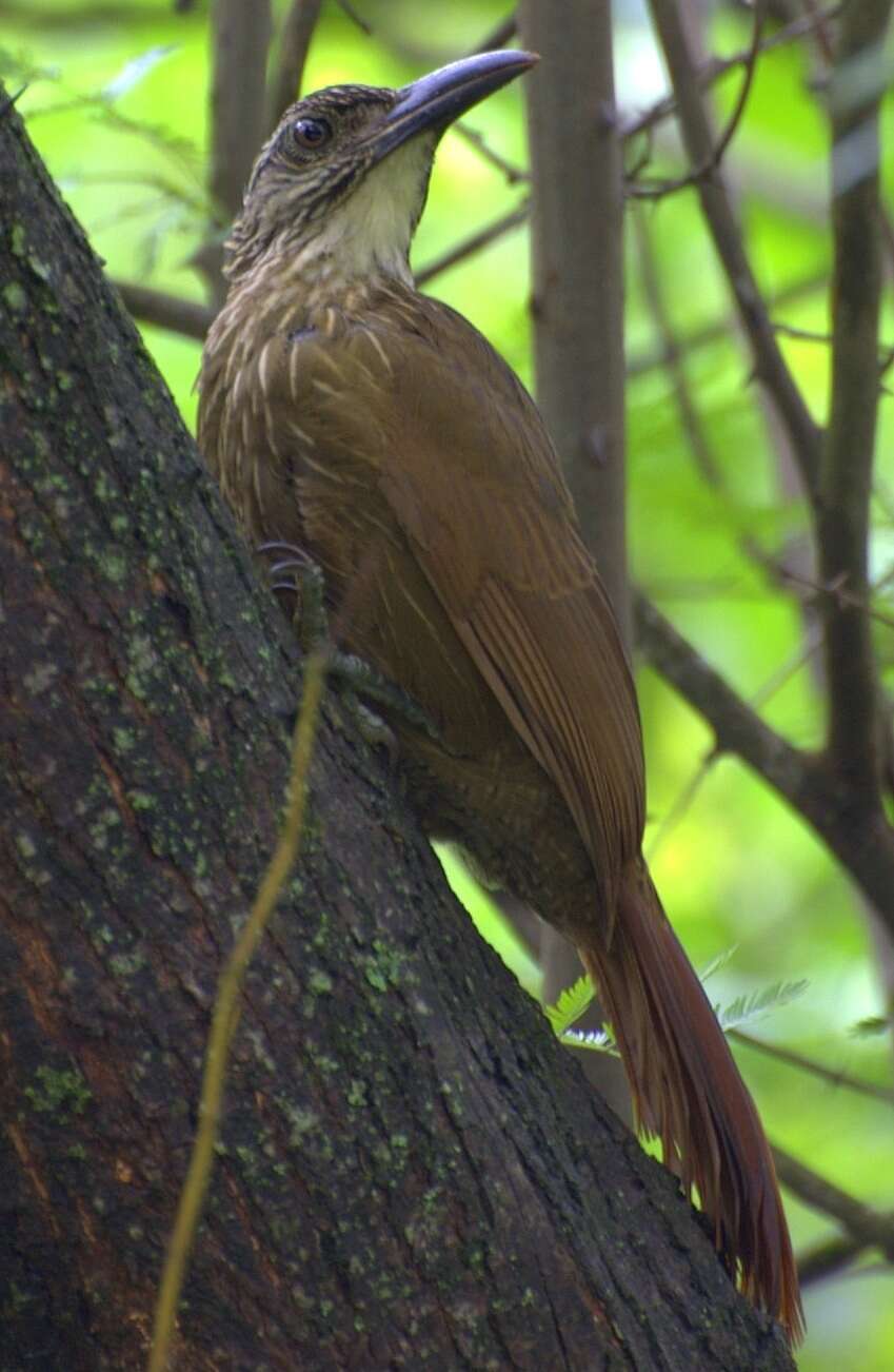 Image of White-throated Woodcreeper