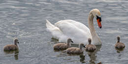 Image of Mute Swan