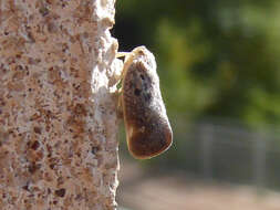 Image of Citrus Flatid Planthopper