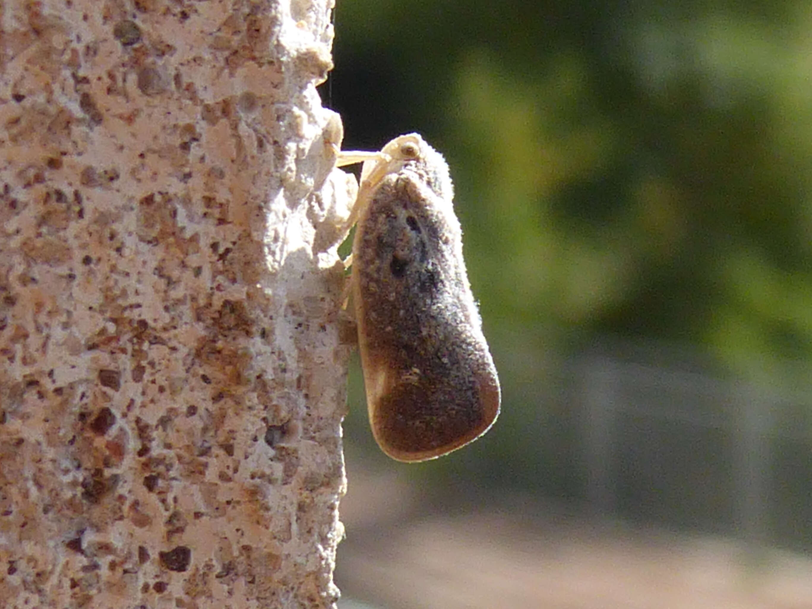 Image of Citrus Flatid Planthopper