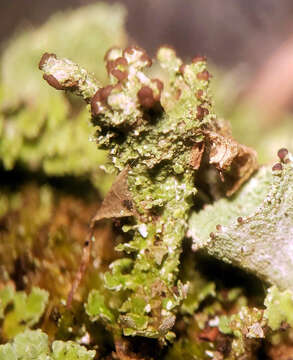 Image of cup lichen