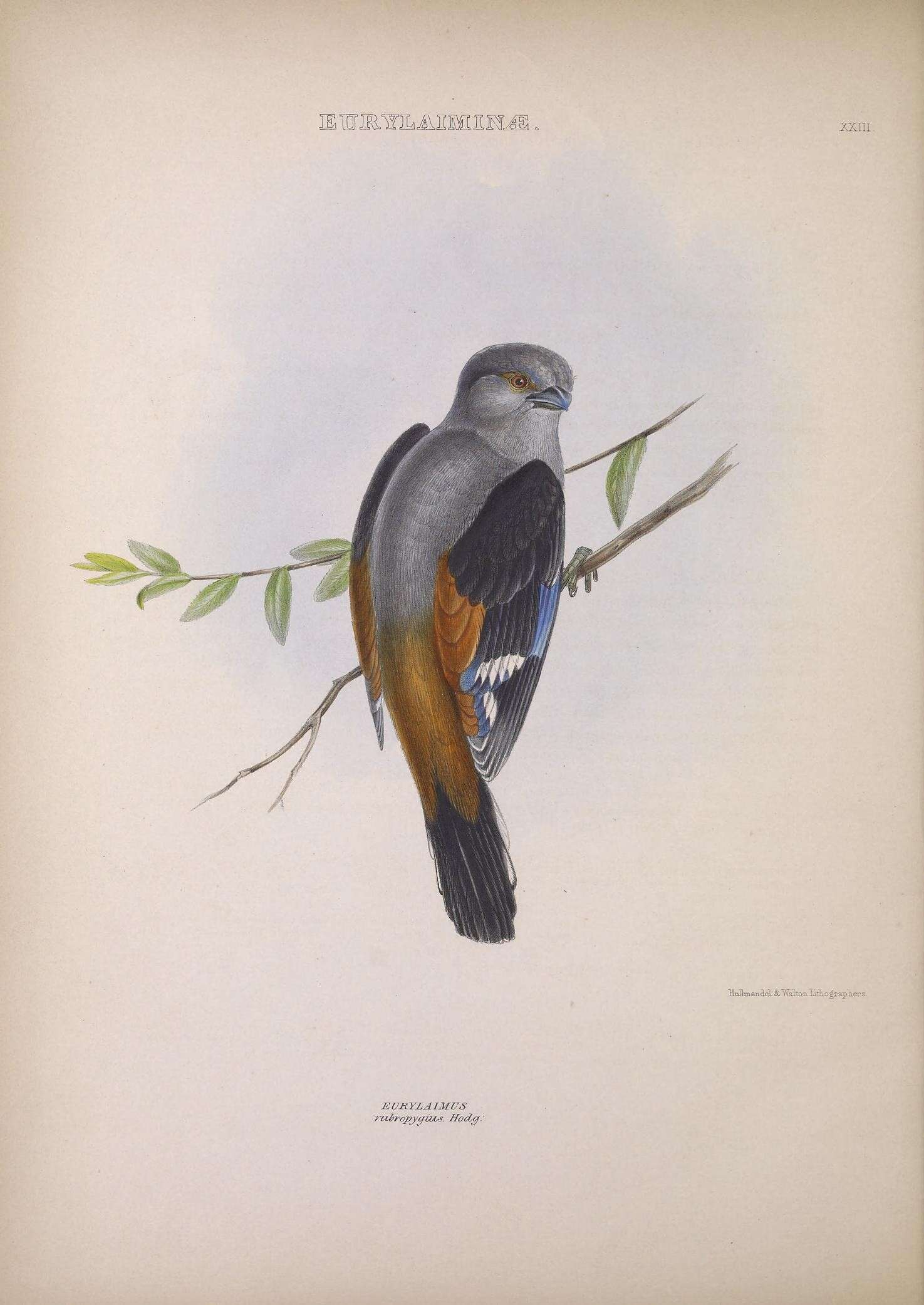 Image of Eurylaimus Horsfield 1821