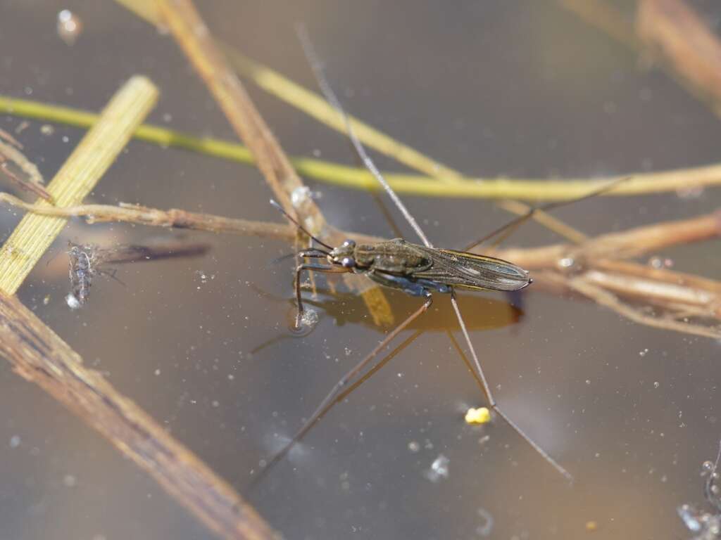 Image of Common pond skater