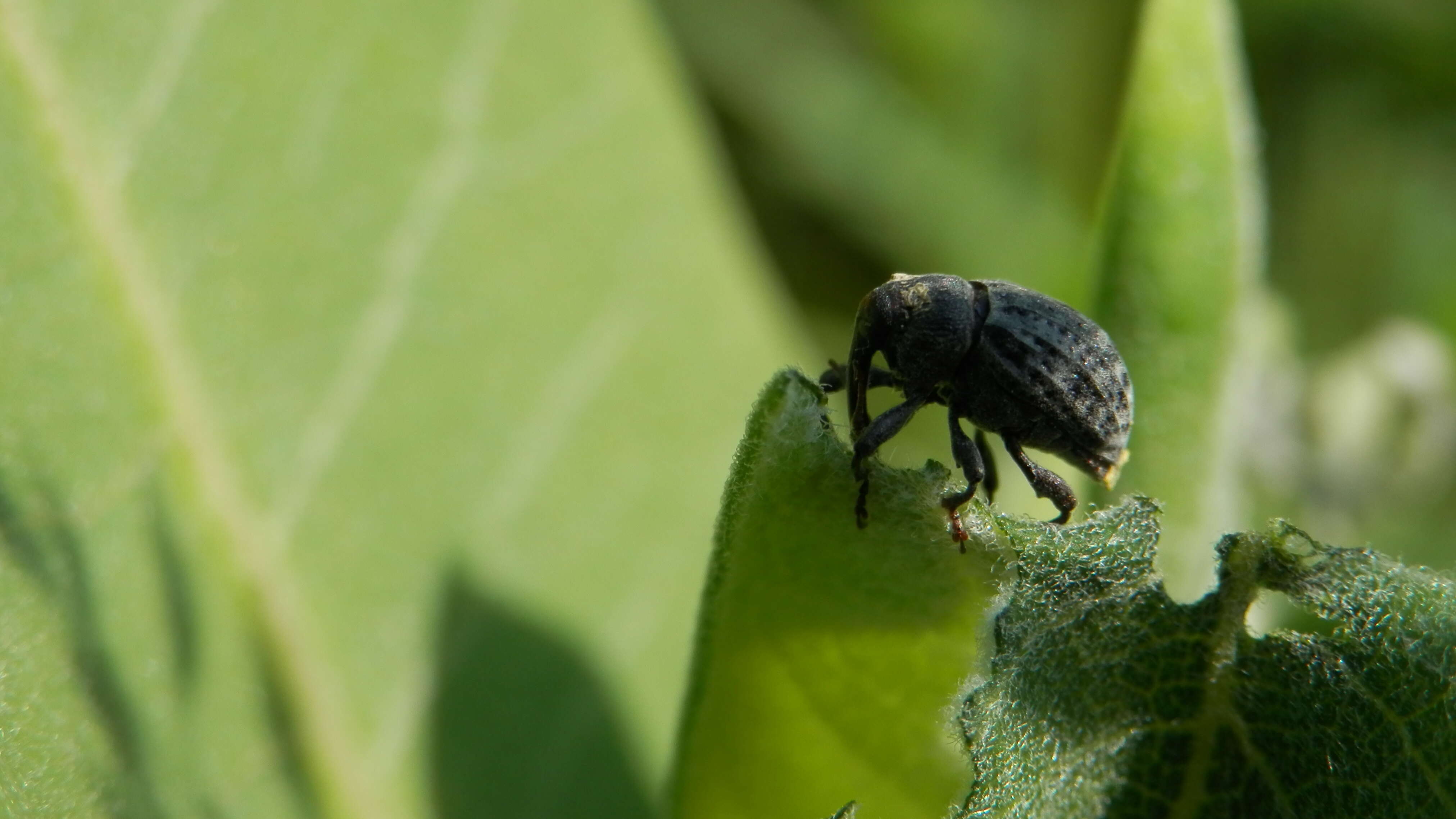 Image of Milkweed Stem Weevil