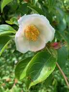 Image of Stewartia rostrata Spongberg