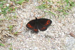 Image of Piedmont Ringlet