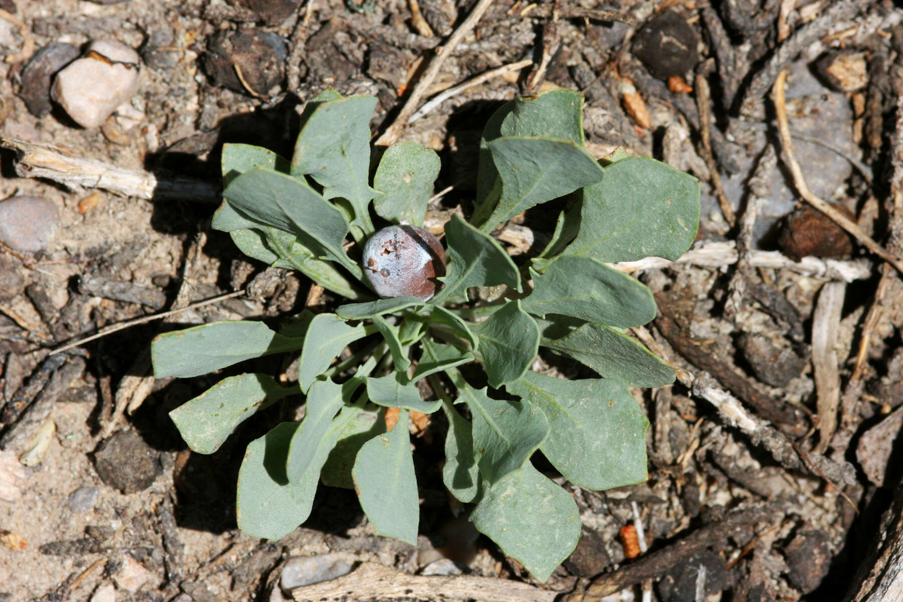 Image of thickstem wild cabbage