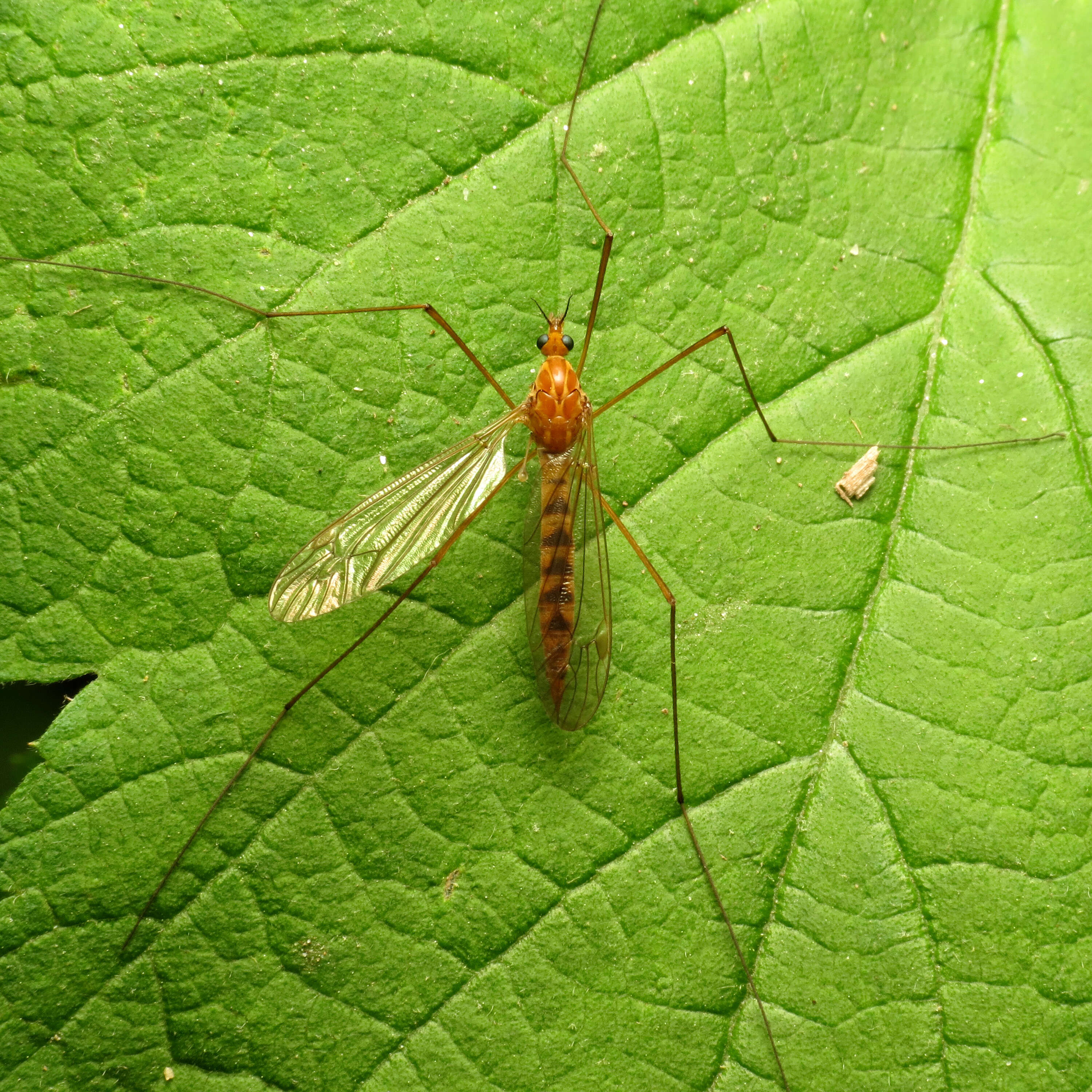 Plancia ëd Nephrotoma ferruginea (Fabricius 1805)