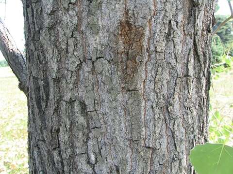 Image of eastern cottonwood