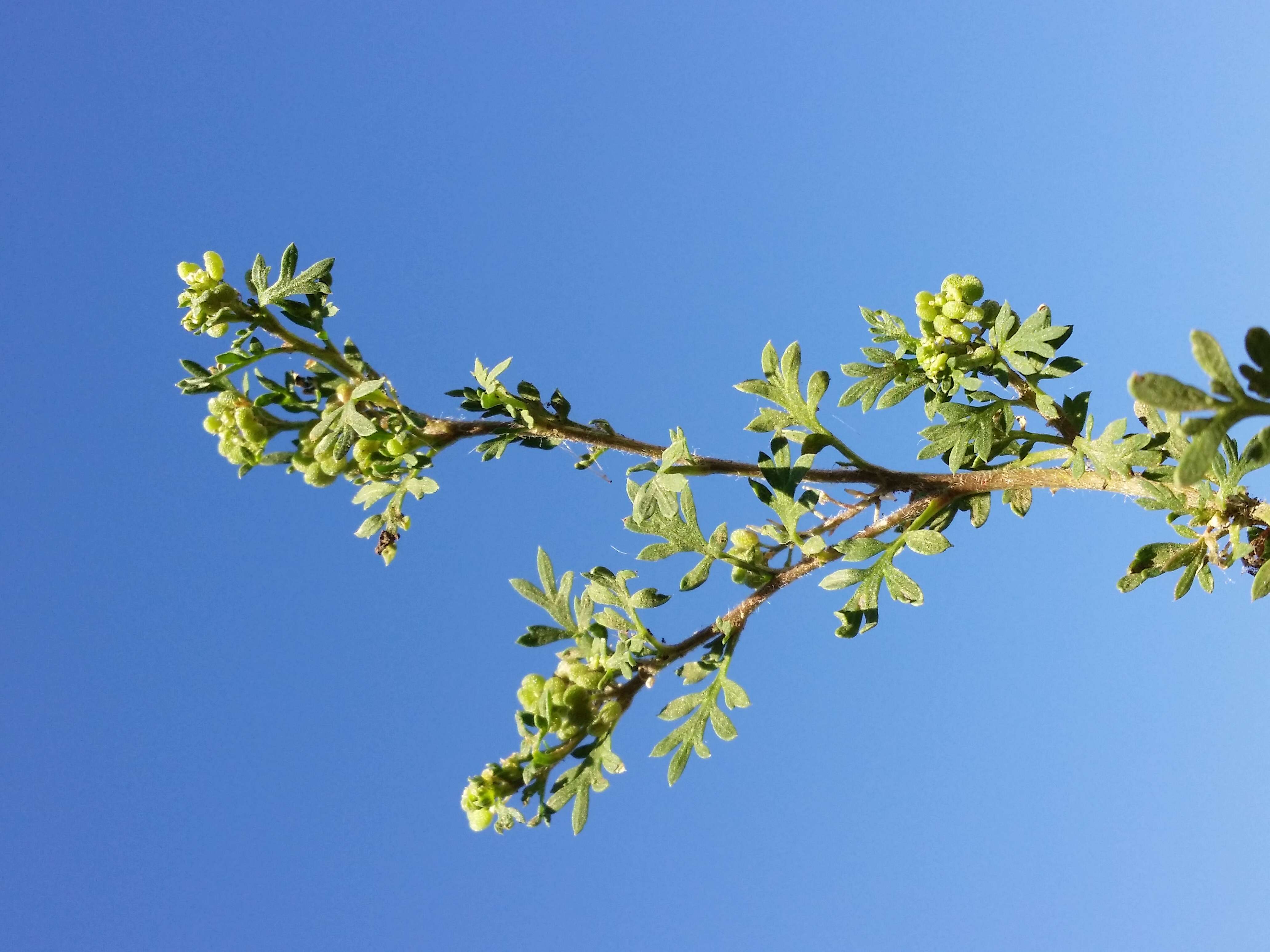 Image of Lesser swine-cress