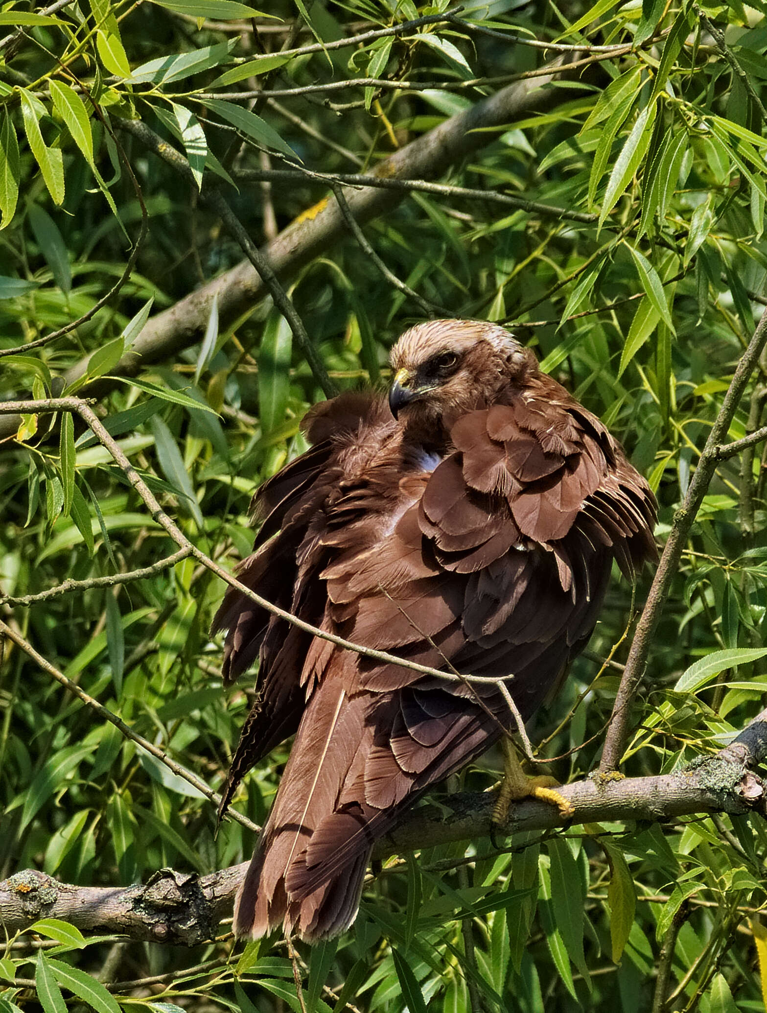 Imagem de Circus aeruginosus (Linnaeus 1758)