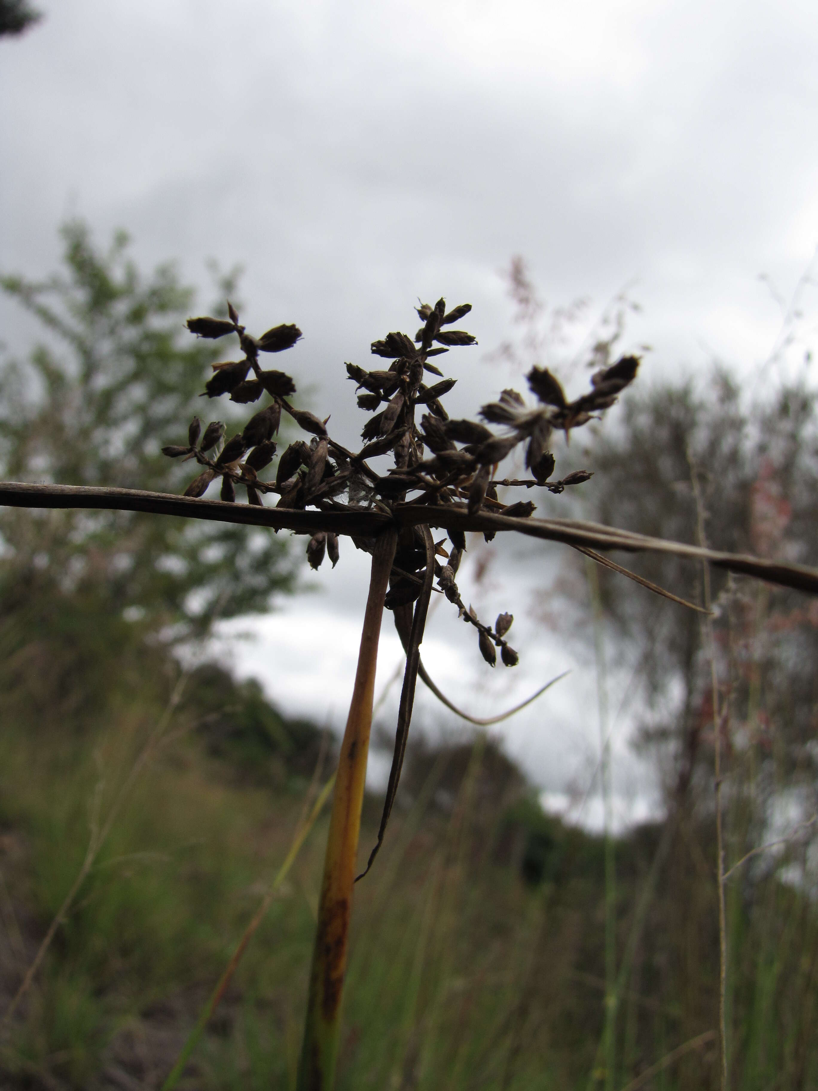 Image de Cyperus hillebrandii Boeckeler