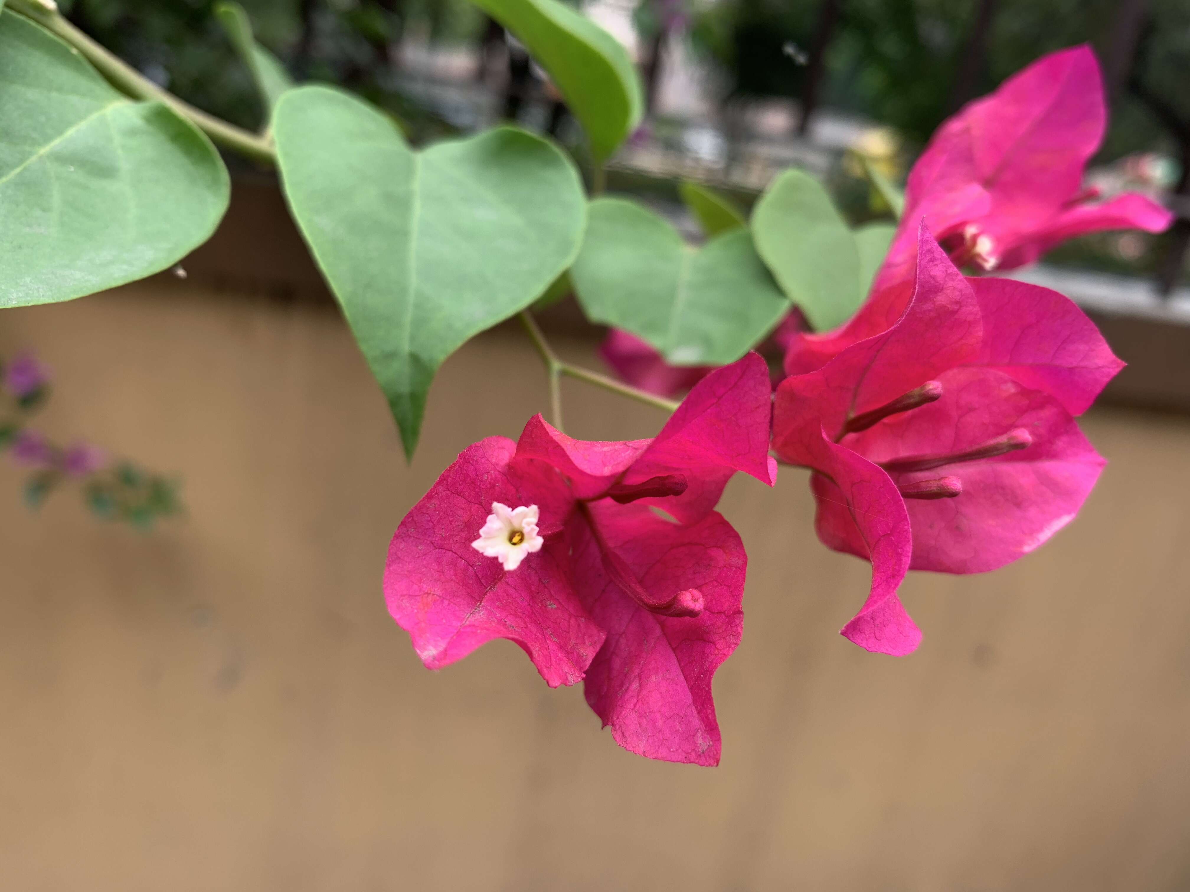 Слика од Bougainvillea