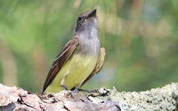 Image of Great Crested Flycatcher