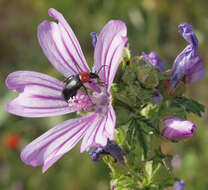 Image of Heliotaurus ruficollis