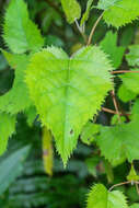 Image of wineberry