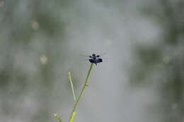 Слика од Rhyothemis triangularis Kirby 1889