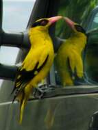 Image of Black-naped Oriole