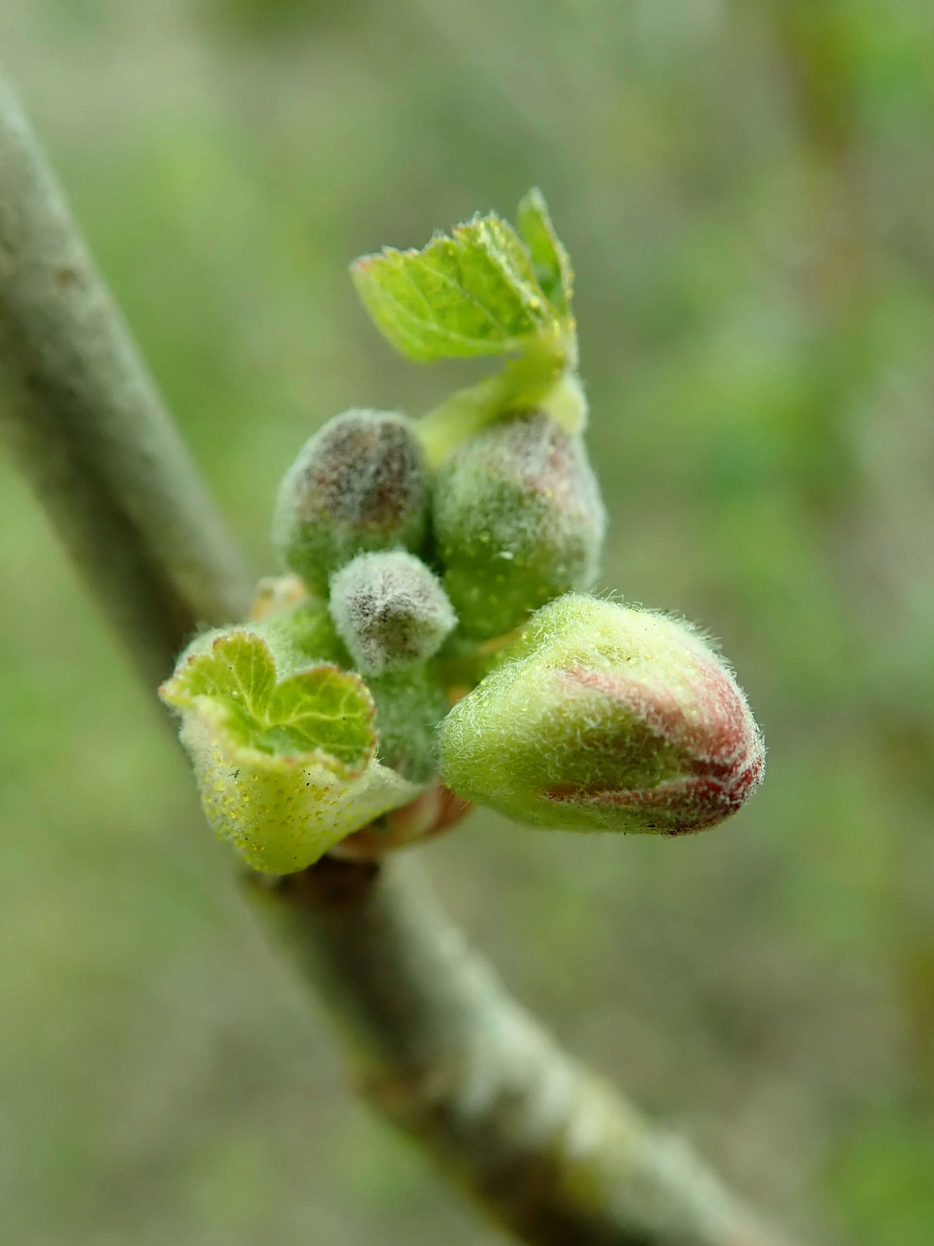 Image of Black Currant