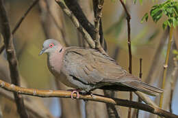 Image of African Mourning Dove