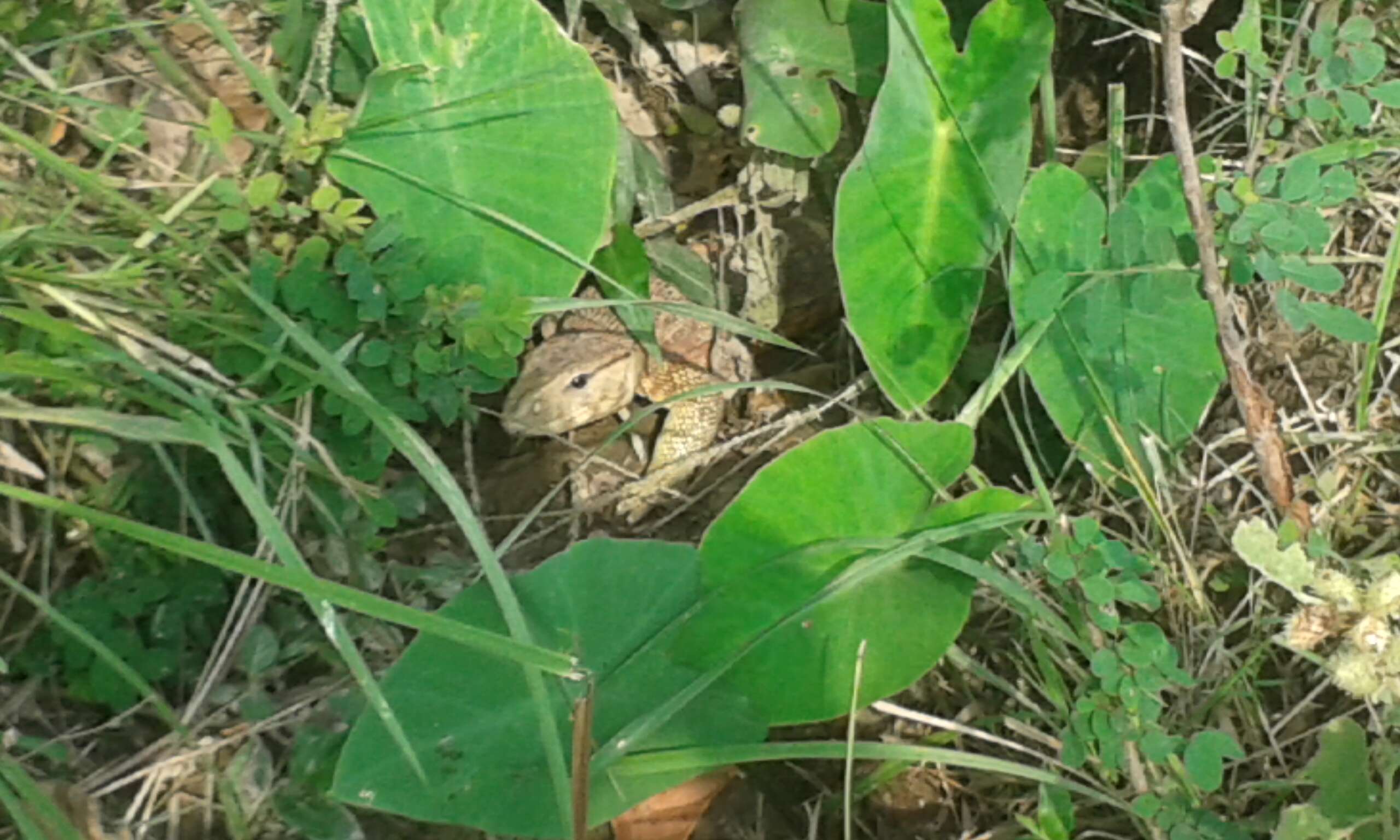 Image of Calcutta Oval-grain Lizard