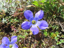 Image of Cyananthus lobatus Wall. ex Benth.