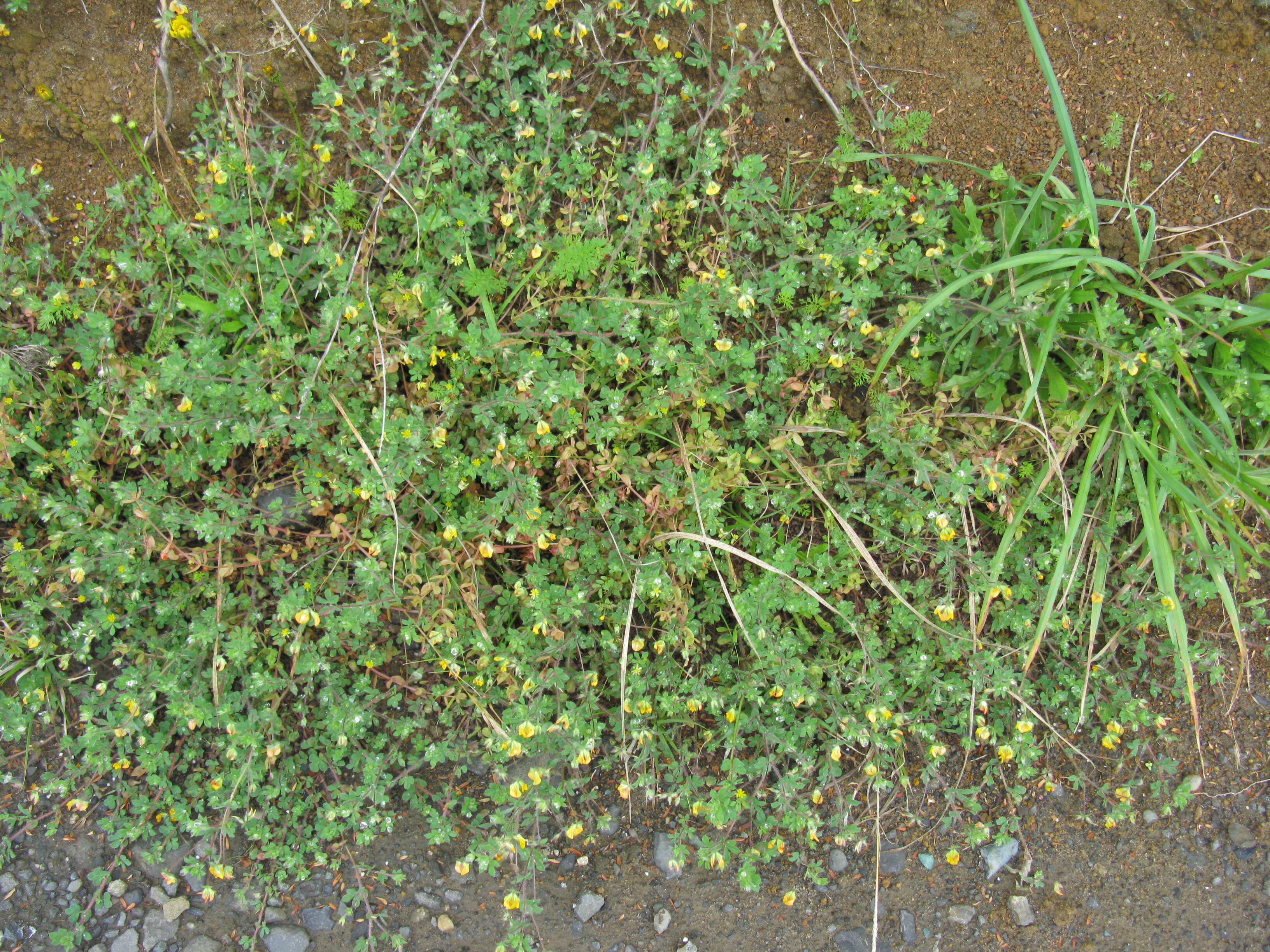 Image of hairy bird's-foot trefoil