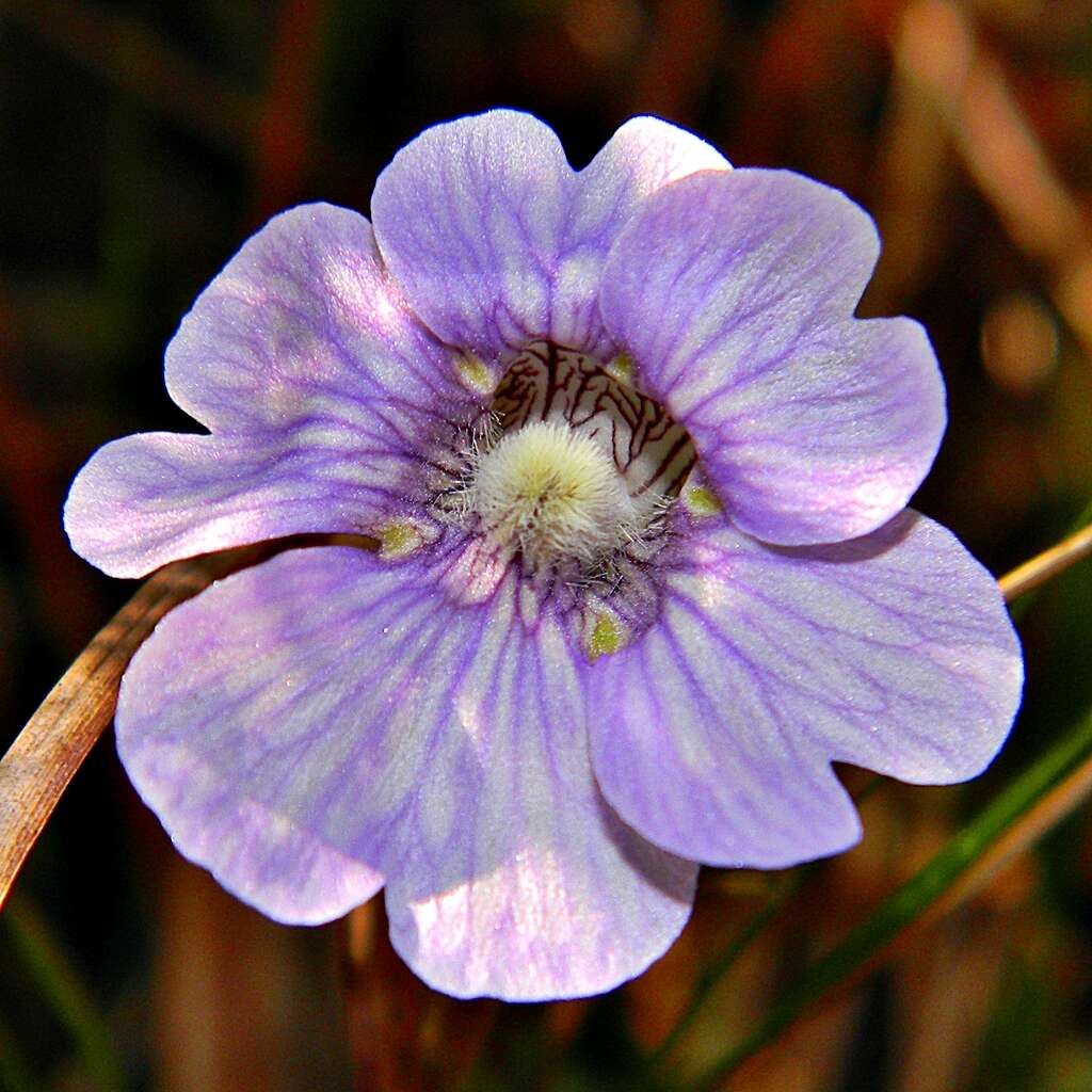 Image de Pinguicula caerulea Walt.