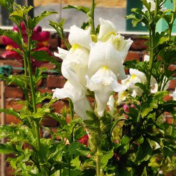 Plancia ëd Antirrhinum majus L.