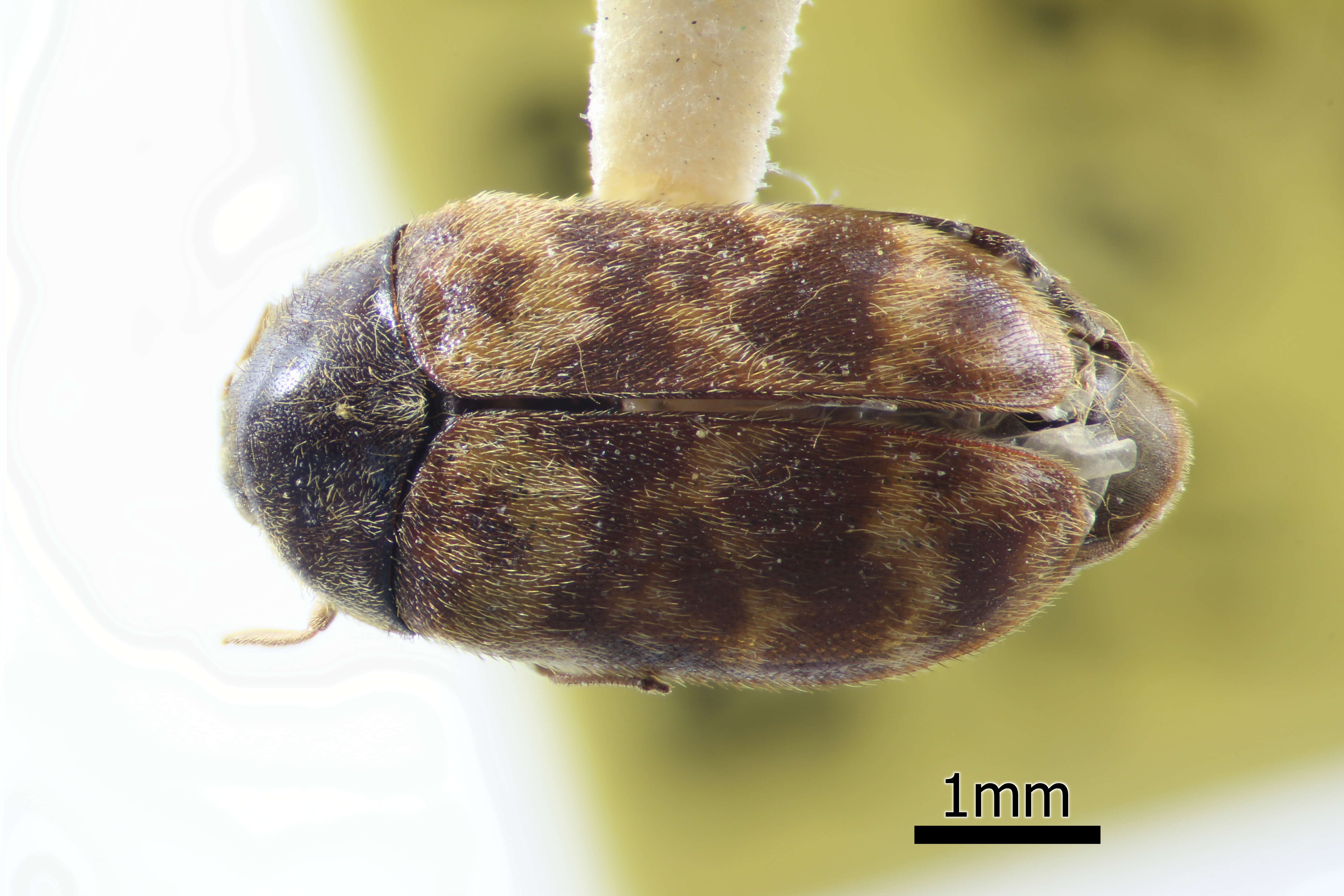 Image of Warehouse Beetle