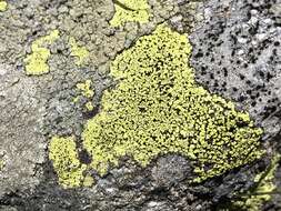 Image of Yellow map lichen;   World map lichen