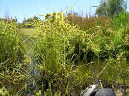 Image of Tall flatsedge