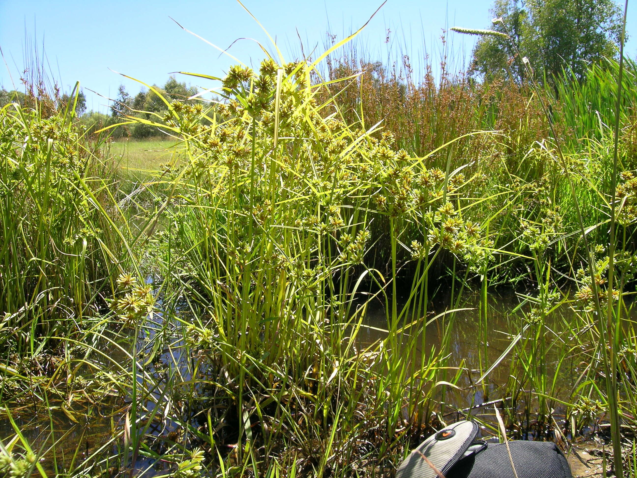 Image of Tall flatsedge