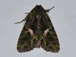 Image of orache moth