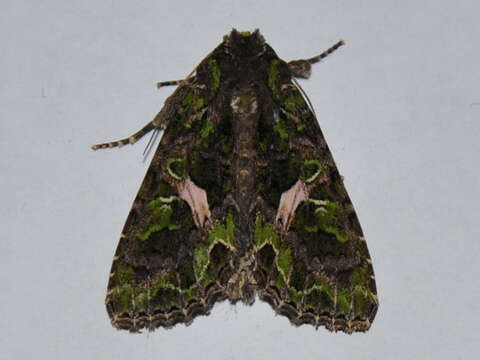 Image of orache moth